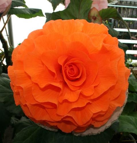 B. ‘Colin Hamilton’